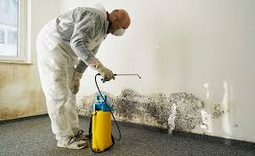 Best Black Mold Removal  in Clark, SD