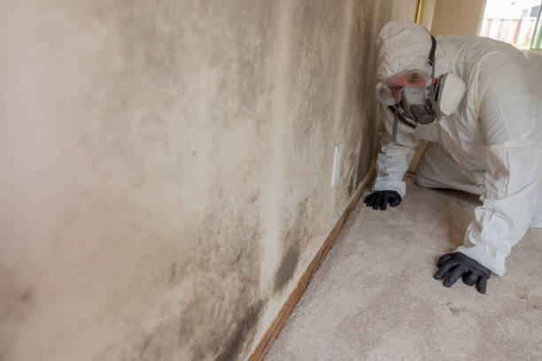 Best Mold Damage Restoration  in Clark, SD